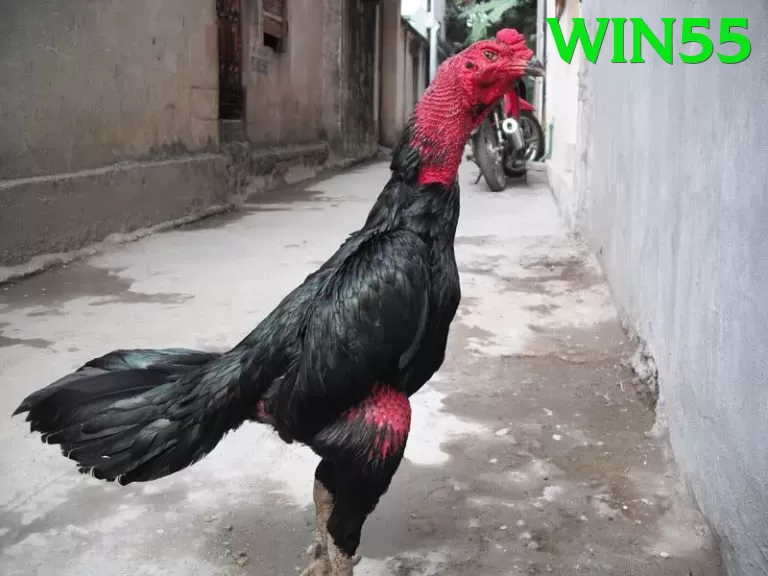 Cách Đọc Kèo Đá Gà - Liên hệ